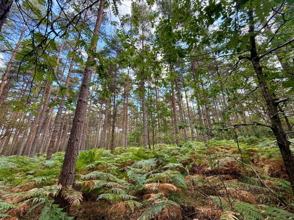 Lot: 2 - OVER 13.5 ACRES OF WOODLAND - Woodland